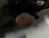 Panellus violaceofulvus image
