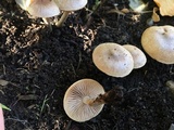 Hebeloma crustuliniforme image