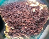 Gloeoporus taxicola image