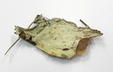 Phlebiopsis gigantea image