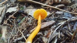 Hygrocybe reidii image