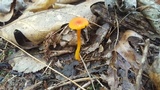 Hygrocybe reidii image