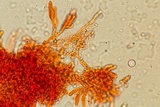 Gloeoporus taxicola image