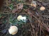 Amanita persicina image
