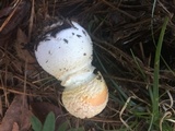 Amanita persicina image