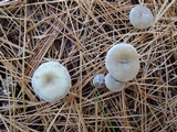 Clitocybe metachroa image