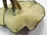 Polyporus brumalis image