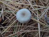 Clitocybe metachroa image