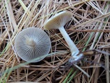 Clitocybe metachroa image