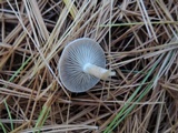 Clitocybe metachroa image