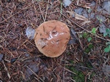 Suillus luteus image