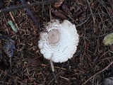 Leucoagaricus carneifolius image