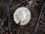 Leucoagaricus carneifolius image