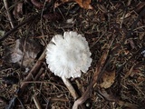 Leucoagaricus carneifolius image