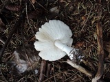 Leucoagaricus carneifolius image