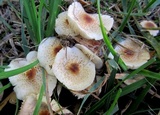 Lepiota cristata image