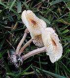 Lepiota cristata image