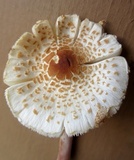 Lepiota cristata image