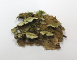 Trichaptum abietinum image