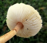 Lepiota cristata image