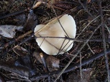 Melanoleuca nivea image