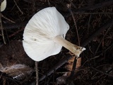 Melanoleuca nivea image