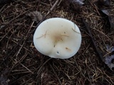 Melanoleuca nivea image