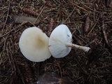 Melanoleuca nivea image