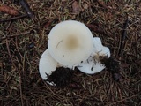 Melanoleuca nivea image