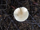 Melanoleuca nivea image