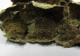 Trichaptum abietinum image