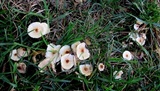 Lepiota cristata image