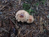 Tricholoma vaccinum image