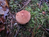 Tricholoma vaccinum image