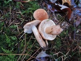 Tricholoma vaccinum image