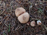 Tricholoma vaccinum image