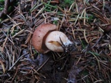Tricholoma vaccinum image