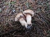 Tricholoma vaccinum image