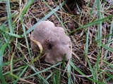 Tricholoma scalpturatum image