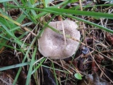 Tricholoma scalpturatum image