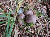 Tricholoma scalpturatum image