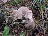 Tricholoma scalpturatum image