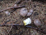 Gomphidius glutinosus image