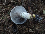Gomphidius glutinosus image