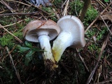 Gomphidius glutinosus image