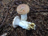 Gomphidius glutinosus image