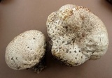 Calvatia cyathiformis image