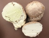 Calvatia cyathiformis image