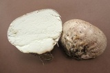 Calvatia cyathiformis image
