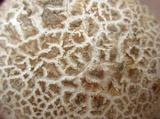 Calvatia cyathiformis image